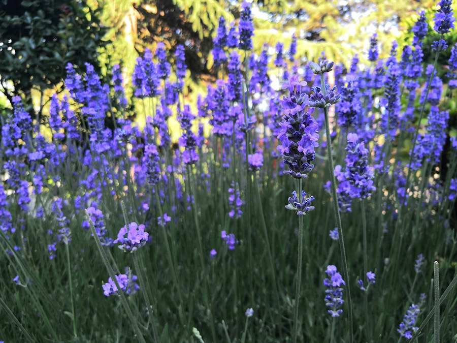 Лаванда по дороге в Крым