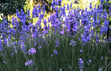 Лаванда в Крыму 